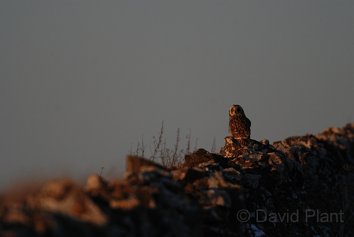 Short-eared owl - D.JPG - Short-eared owl - Gloucestershire
